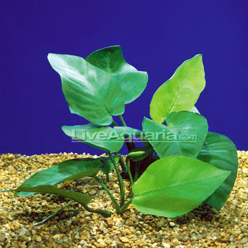 آنوبیاس قهوه